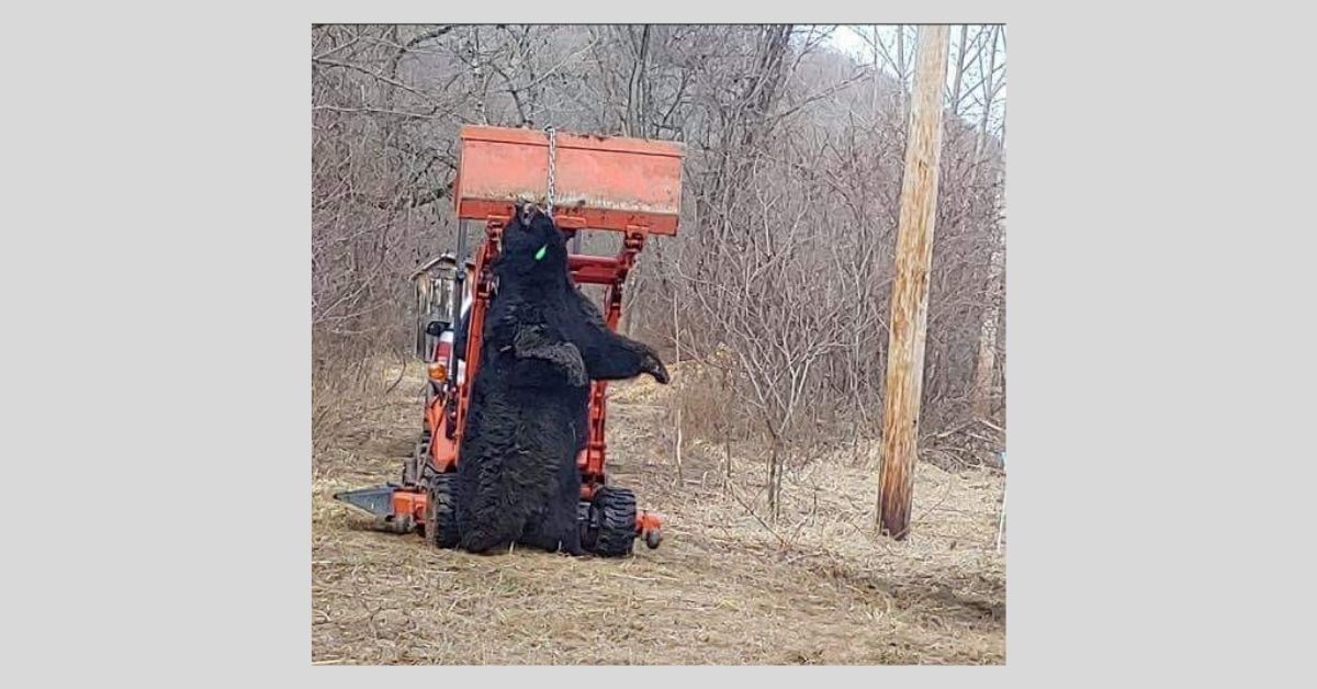 blackbear1_2020.jpg